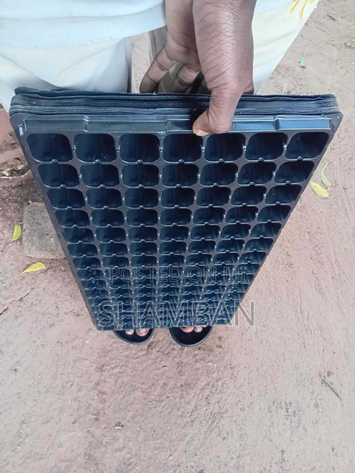 Seedlings Trays