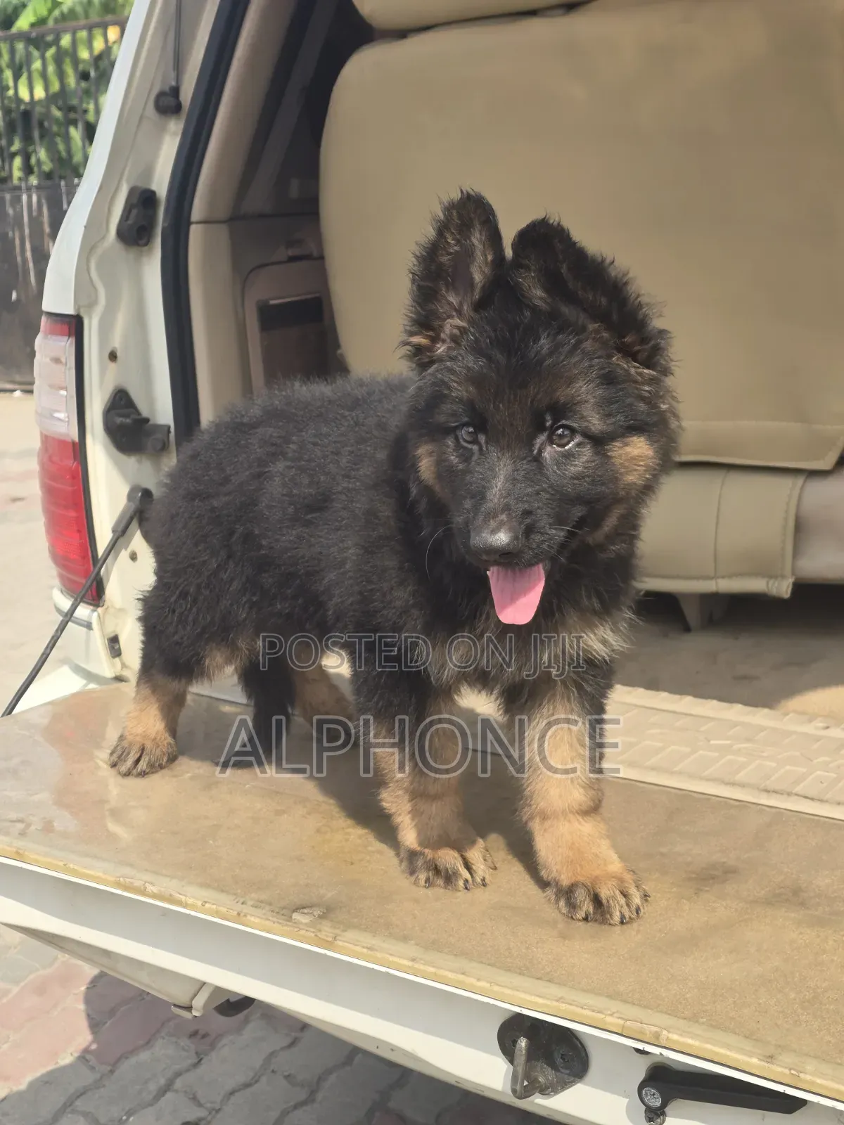 3-6 months Male Purebred German Shepherd