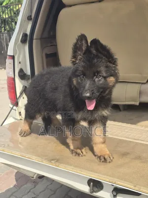 3-6 months Male Purebred German Shepherd