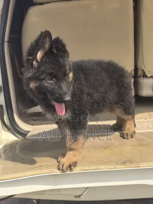 3-6 months Male Purebred German Shepherd