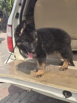 3-6 months Male Purebred German Shepherd