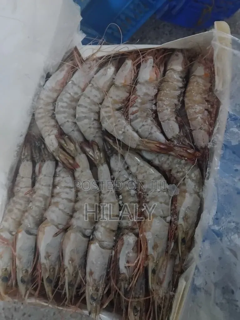 Prawns Fish Available for Sale