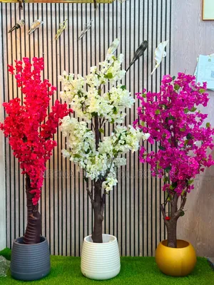 New Arrivals Maua