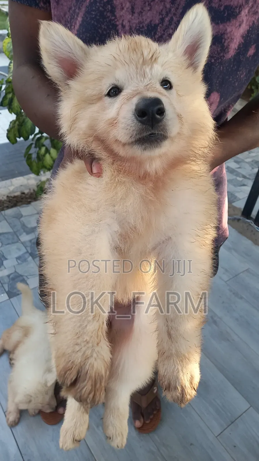 1-3 months Male Purebred White Shepherd