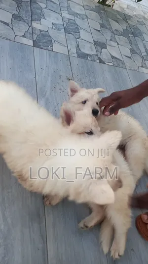 1-3 months Male Purebred White Shepherd