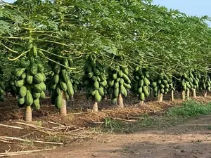 Red Royale Papaya Seedlings