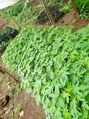 Red Royale Papaya Seedlings