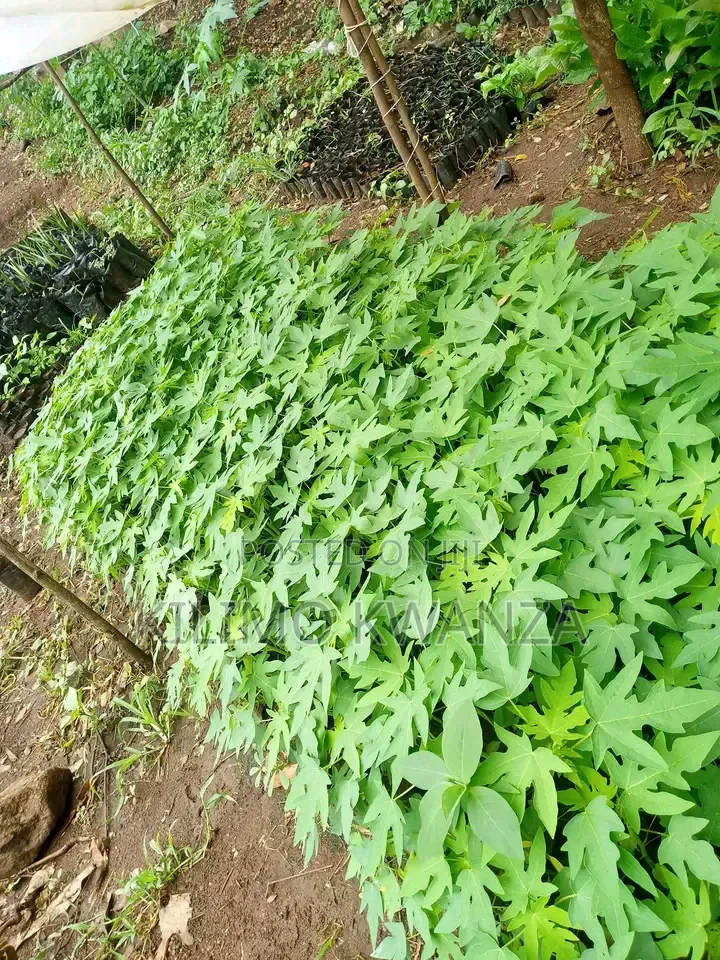 Red Royale Papaya Seedlings