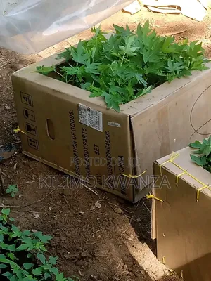 Red Royale Papaya Seedlings