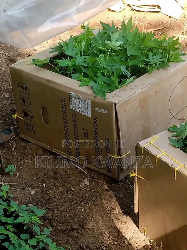 Red Royale Papaya Seedlings