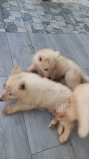 1-3 months Male Purebred White Shepherd