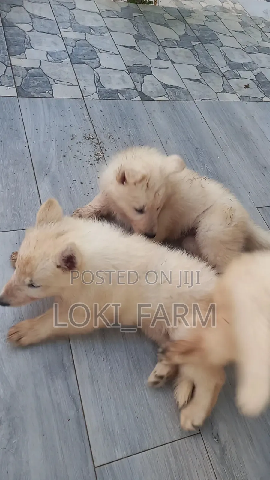 1-3 months Male Purebred White Shepherd