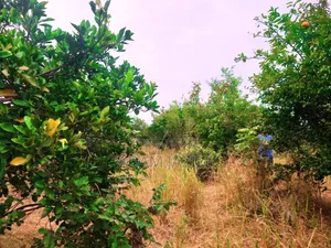 Shamba La Ekari 21 Linauzwa Fukayosi Bagamoyo