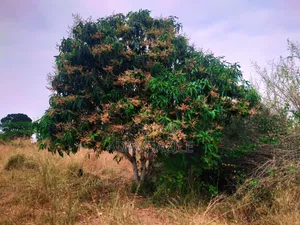 Shamba La Ekari 21 Linauzwa Fukayosi Bagamoyo