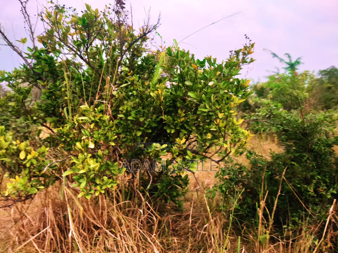 Shamba La Ekari 21 Linauzwa Fukayosi Bagamoyo