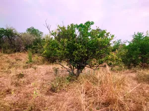 Shamba La Ekari 21 Linauzwa Fukayosi Bagamoyo