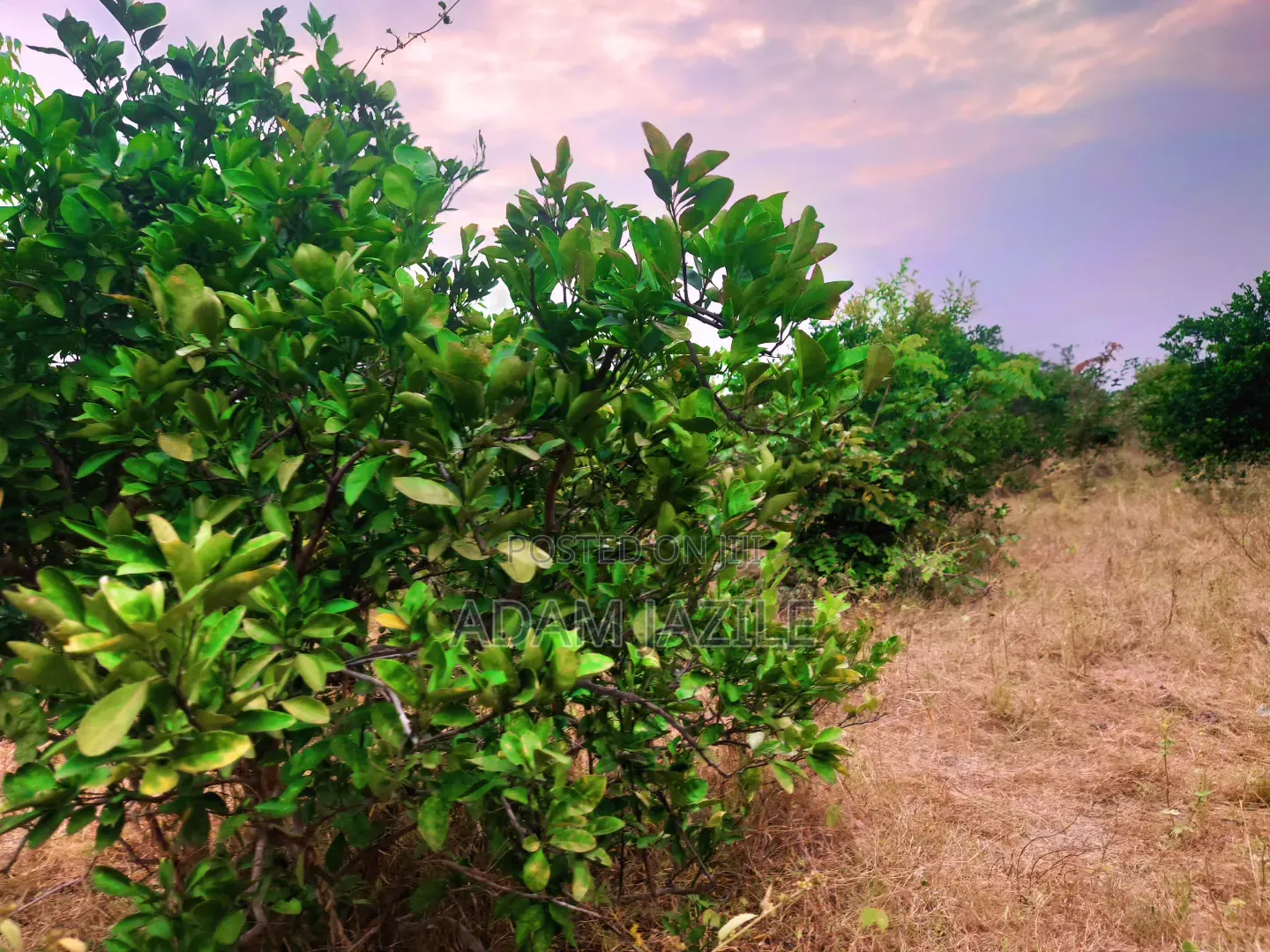 Shamba La Ekari 21 Linauzwa Fukayosi Bagamoyo
