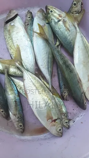 Samaki Vibua Wanauzwa Na Wanapatikana Kwa Kiasi Chochote