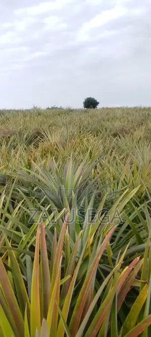 Shamba Kiwangwa Bagamoyo Linauzwa