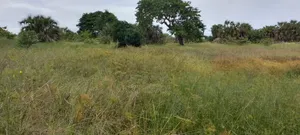 Shamba Kiwangwa Bagamoyo Linauzwa