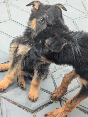 1-3 months Male Purebred German Shepherd