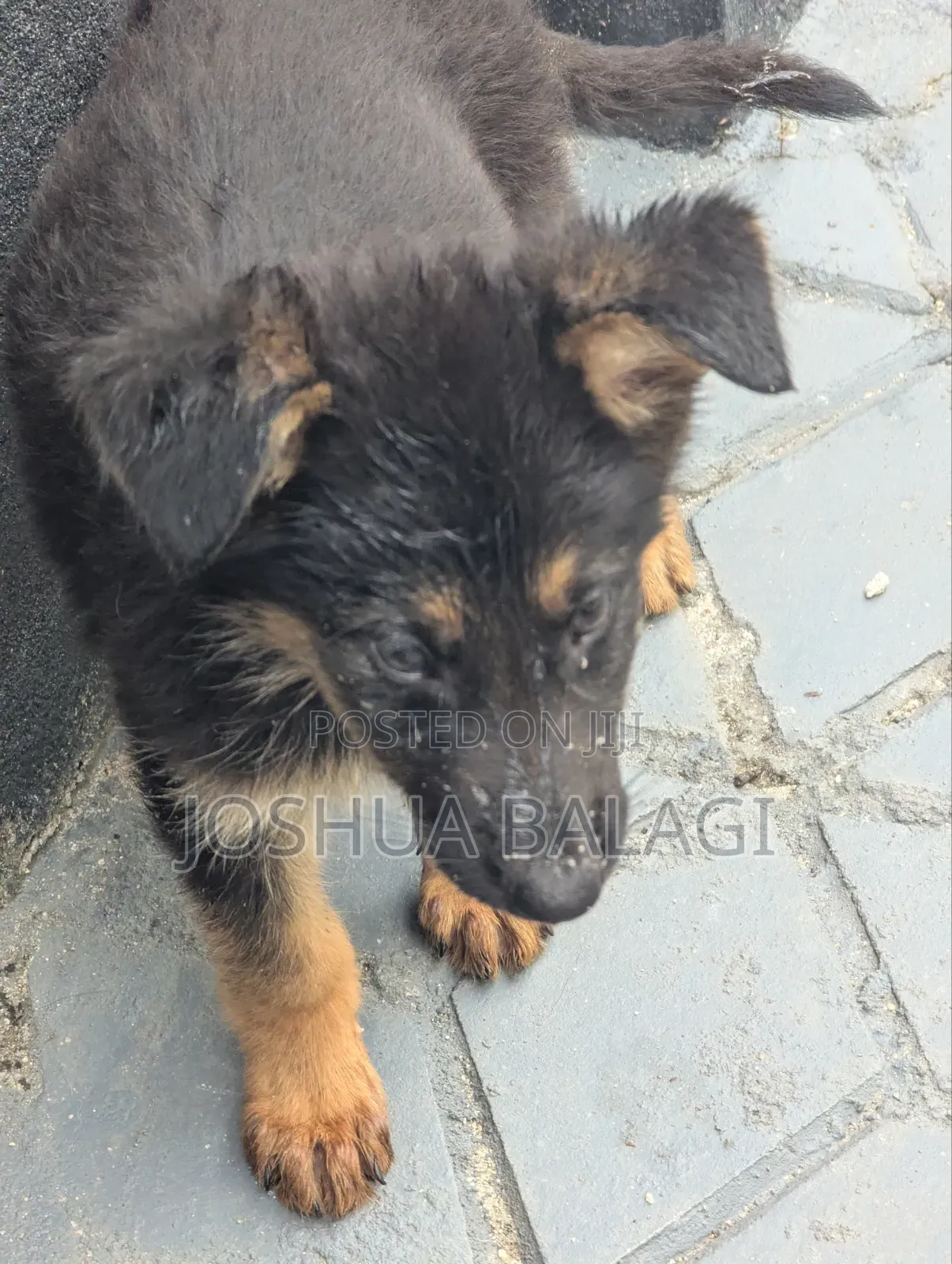 1-3 months Male Purebred German Shepherd