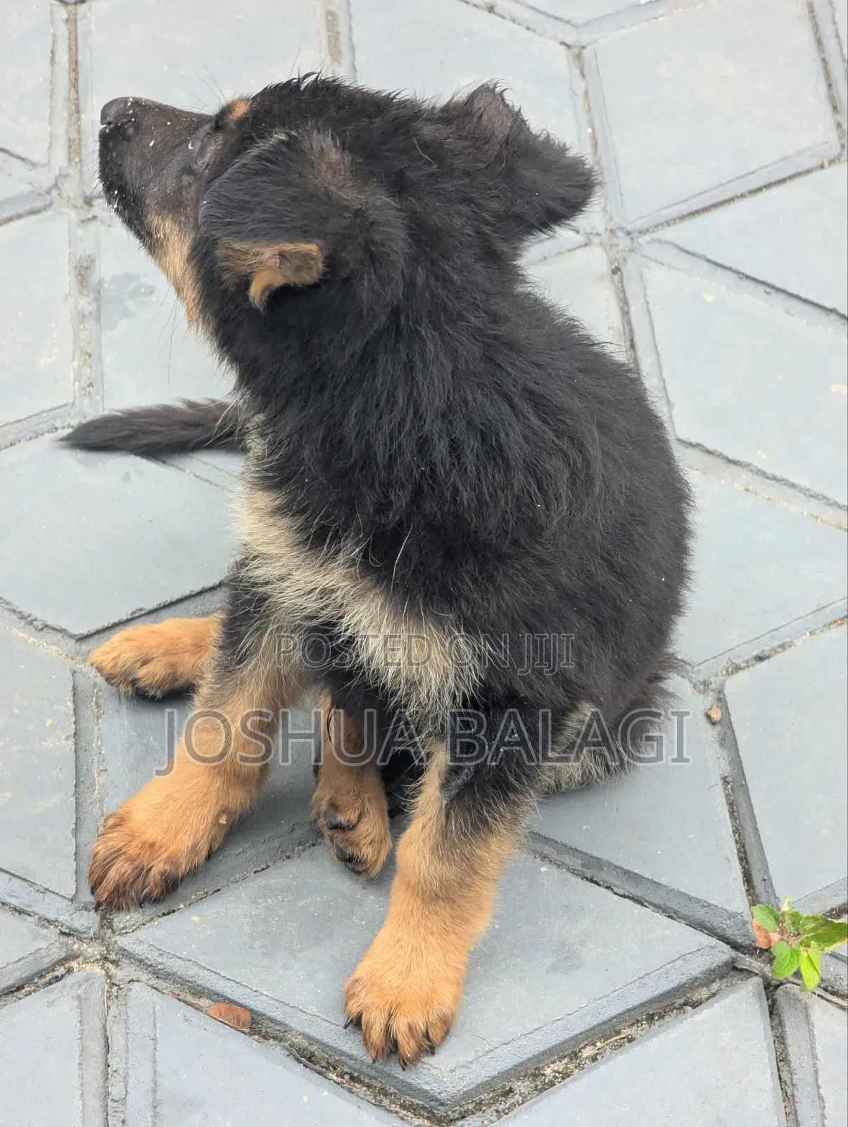 1-3 months Male Purebred German Shepherd