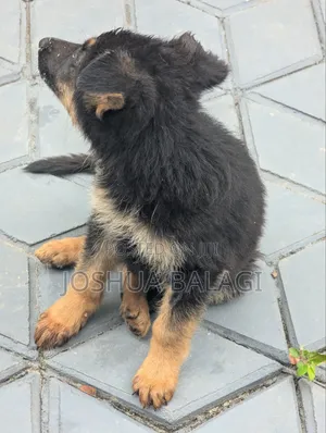 1-3 months Male Purebred German Shepherd