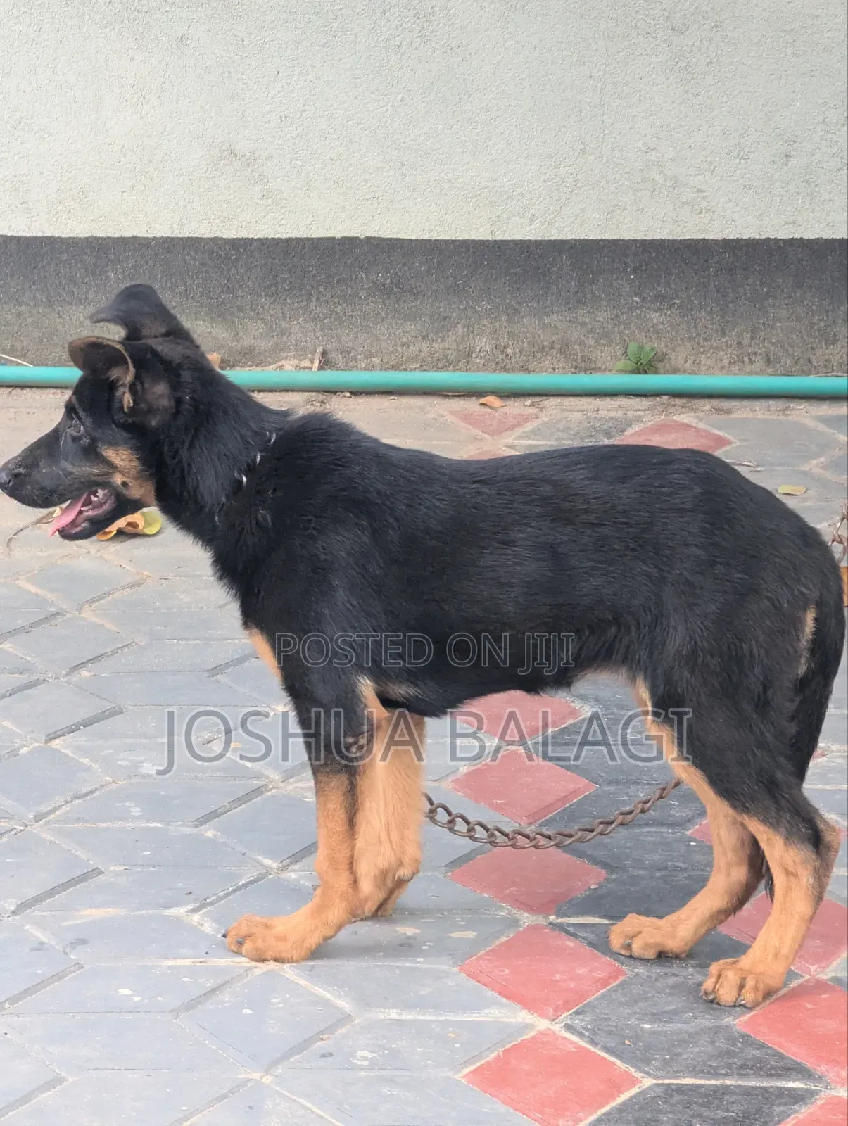 3-6 months Female Purebred German Shepherd