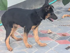 3-6 months Female Purebred German Shepherd