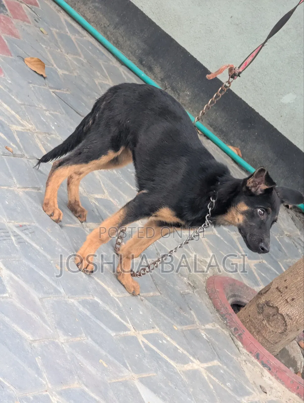 3-6 months Female Purebred German Shepherd