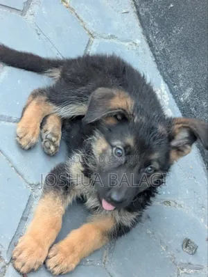 1-3 months Male Purebred German Shepherd