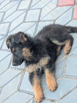 1-3 months Male Purebred German Shepherd