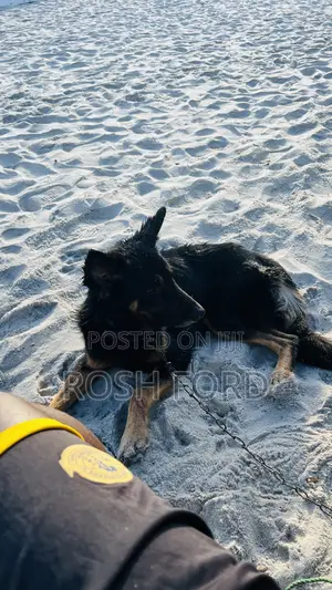 1+ year Male Mixed Breed German Shepherd