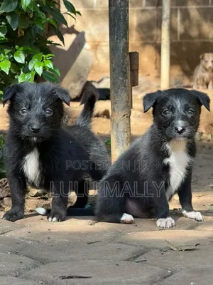 3-6 months Male Purebred Border Collie
