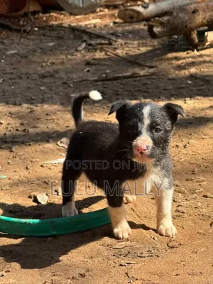 3-6 months Male Purebred Border Collie