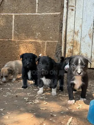3-6 months Male Purebred Border Collie