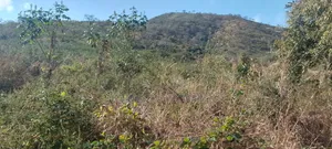 Shamba Pangawe Morogoro Mjini