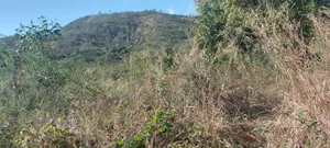 Shamba Pangawe Morogoro Mjini