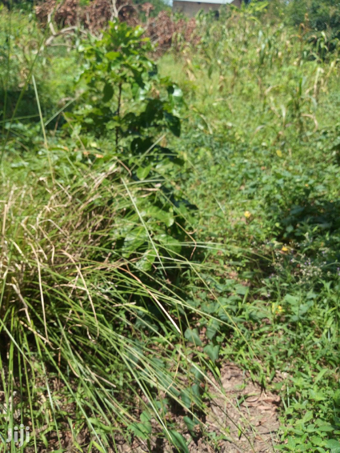 Shamba Linauzwa